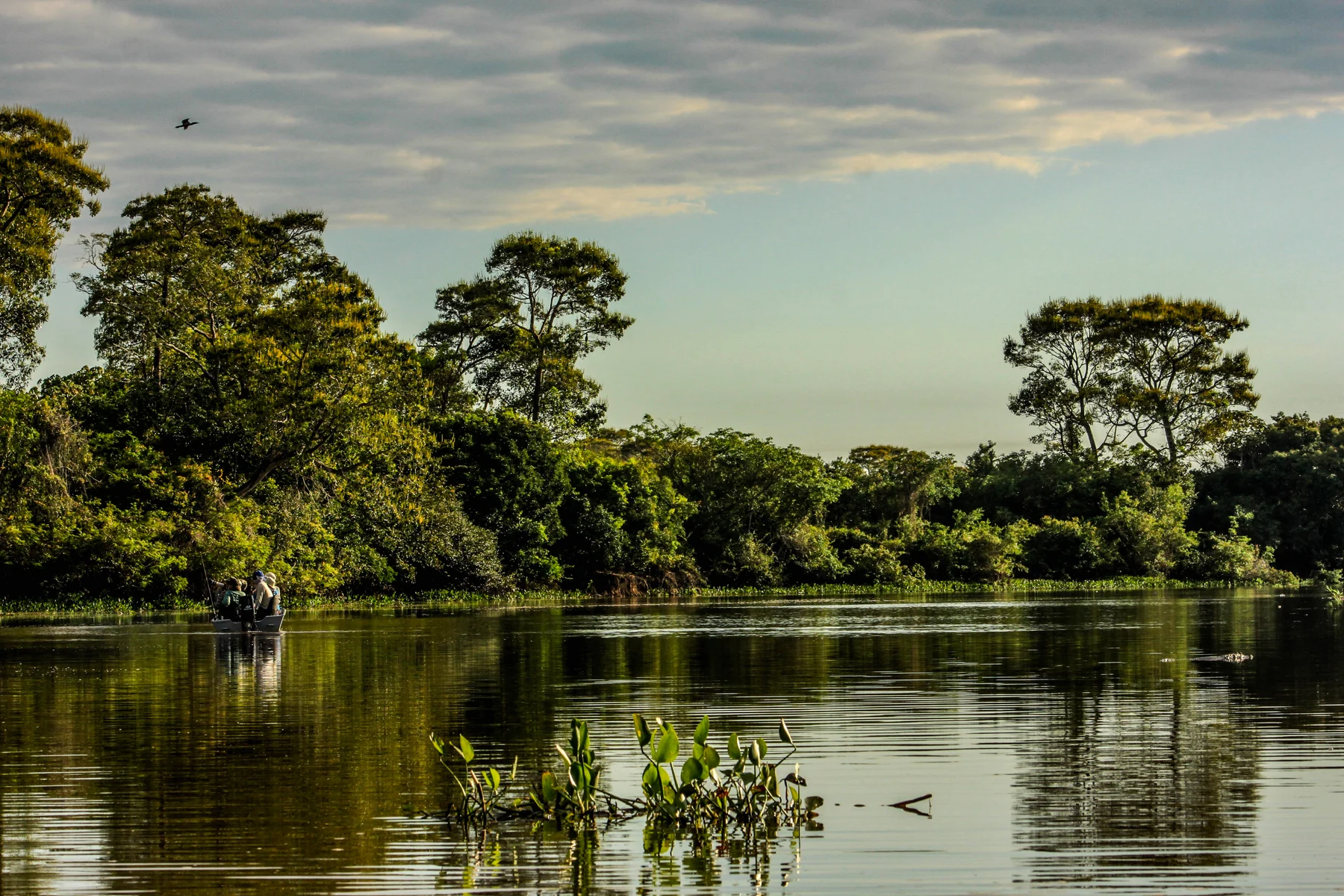 River and vegetation in the Pantanal